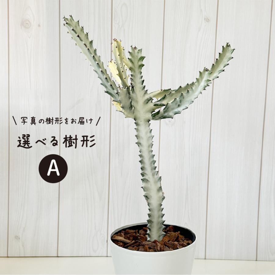 観葉植物 おしゃれ ユーフォルビア ホワイトゴースト 現品 5号 選べる