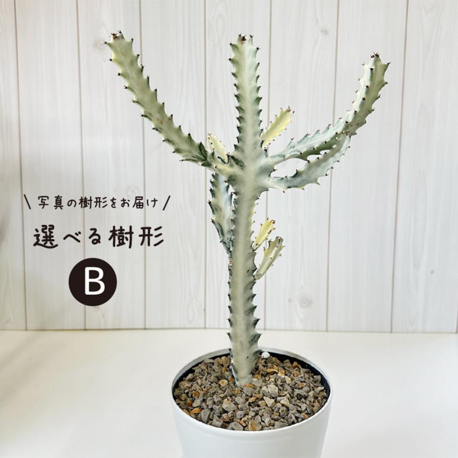 母の日 ギフト プレゼント 観葉植物 おしゃれ ユーフォルビア ホワイト