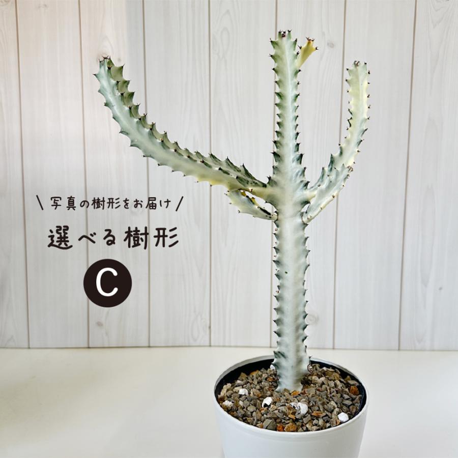 【鉢植え☆送料込】ホワイトゴースト・綴化・サボテン（116㎝） 園芸ネット本店｜[ザ・ファームセレクト]ユーフォルビア：ホワイト