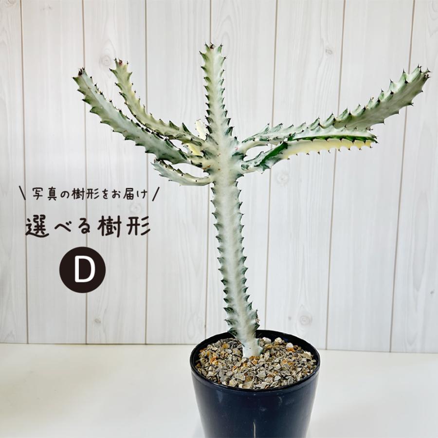 観葉植物 おしゃれ ユーフォルビア ホワイトゴースト 現品 5号 選べる