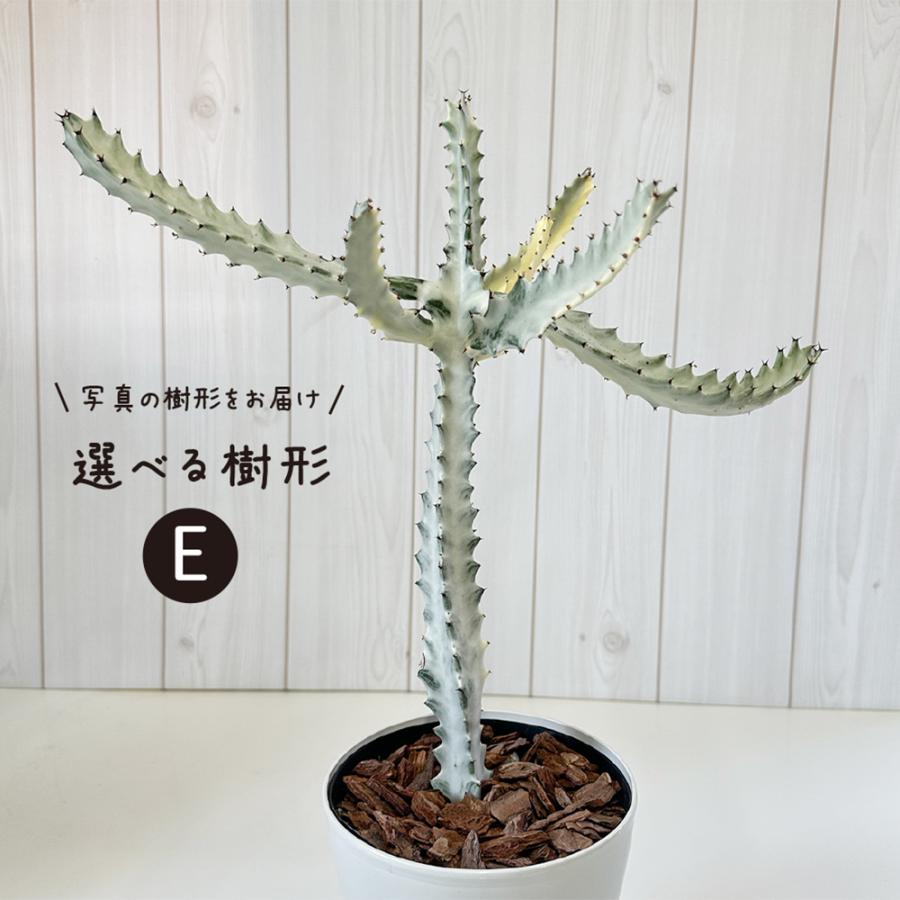 母の日 ギフト プレゼント 観葉植物 おしゃれ ユーフォルビア ホワイト