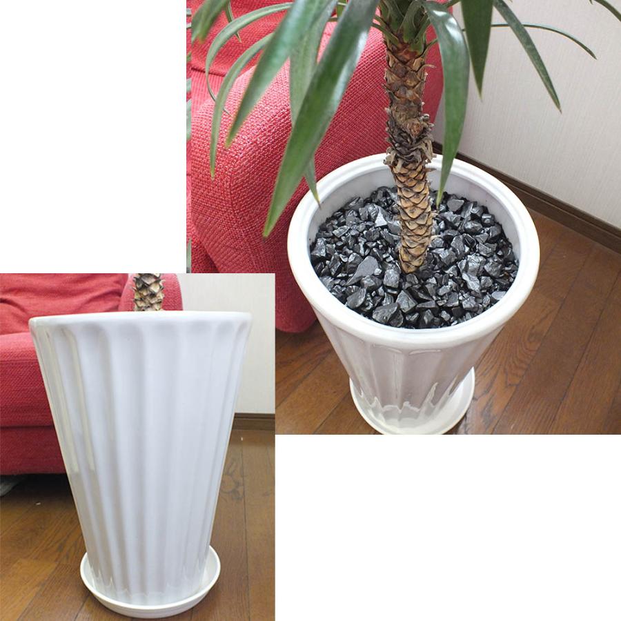 観葉植物 おしゃれ 希少品種 ユッカ デスメティアーナ 8号 現品 レア