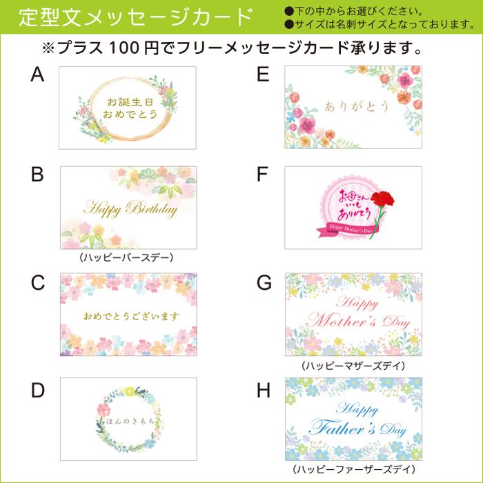 観葉植物 おしゃれ 希少品種 ユッカ デスメティアーナ 8号 現品 レア