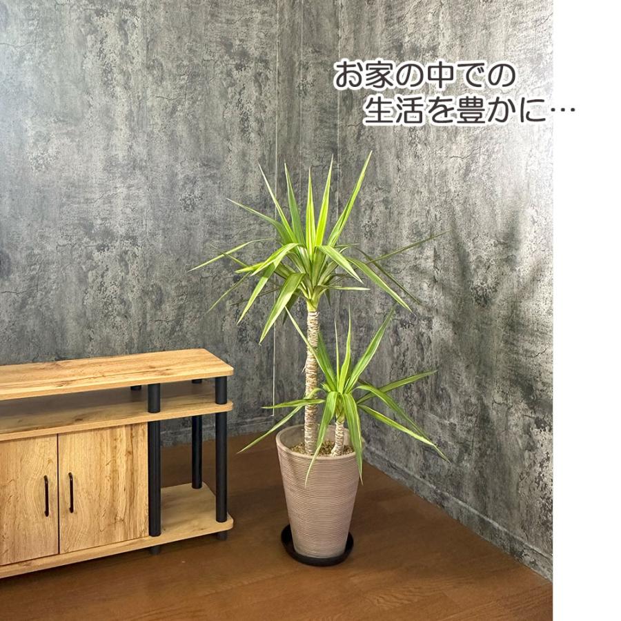観葉植物 おしゃれ 大型 本物 ユッカ 斑入り 8号鉢 現品 茶 観葉植物 おしゃれ 大型 本物 ユッカ 斑入り 8号鉢 現品 茶