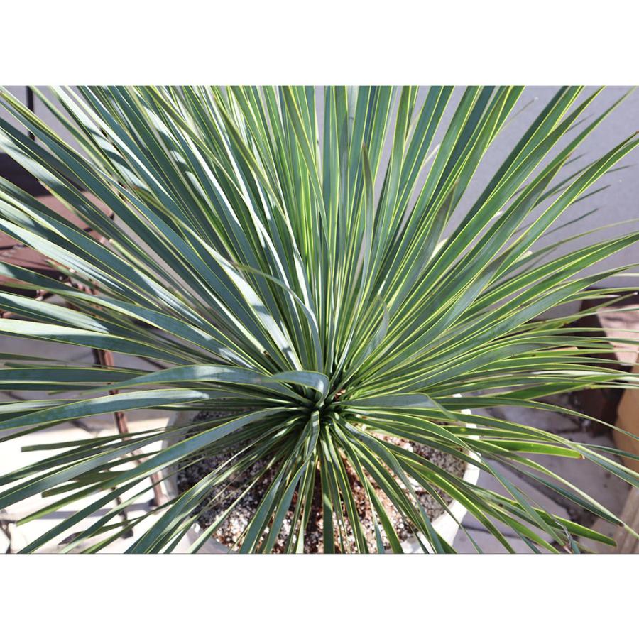 観葉植物 おしゃれ 大型 本物 屋外 ユッカ ロストラータ 11号 現品