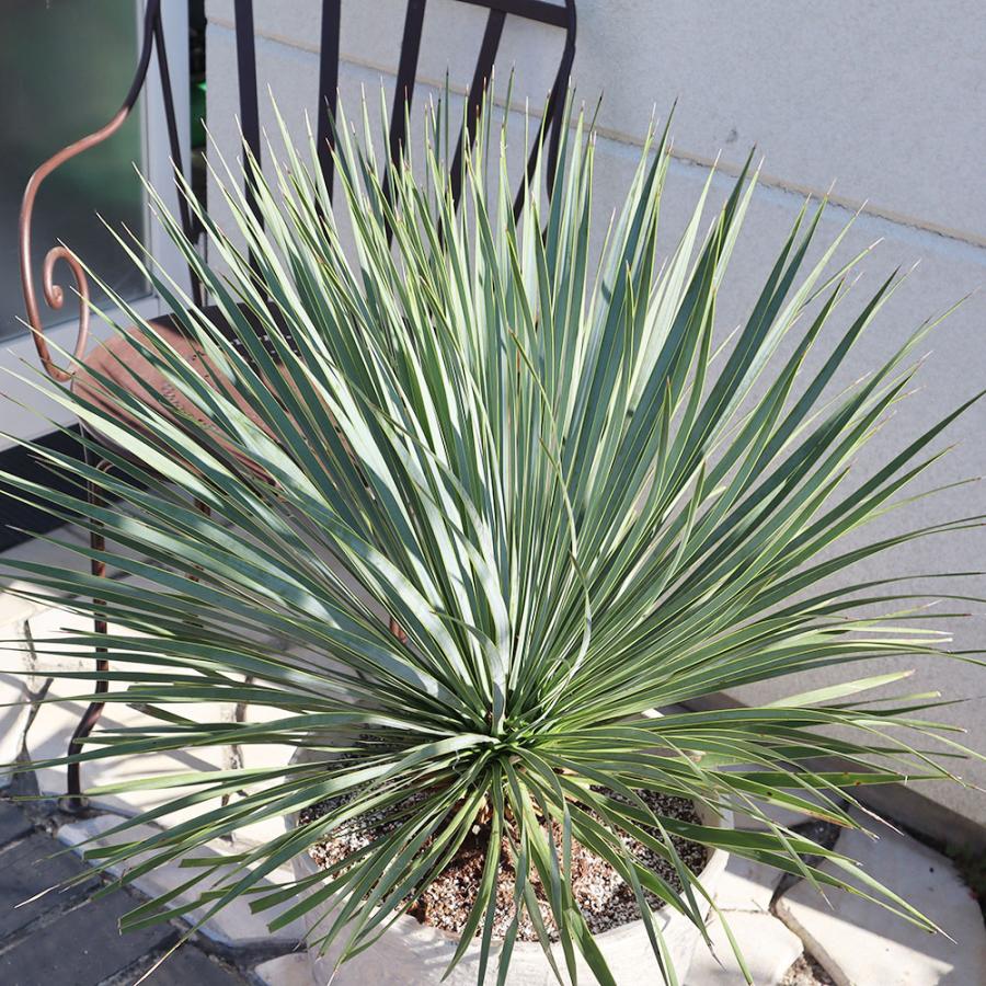 観葉植物 おしゃれ 大型 本物 屋外 ユッカ ロストラータ 11号 現品