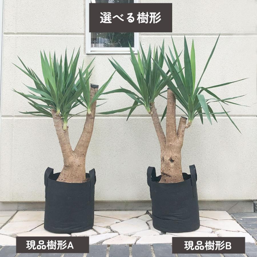 観葉植物 おしゃれ 大型 本物 ユッカ マヤツリー ブランチ 10号