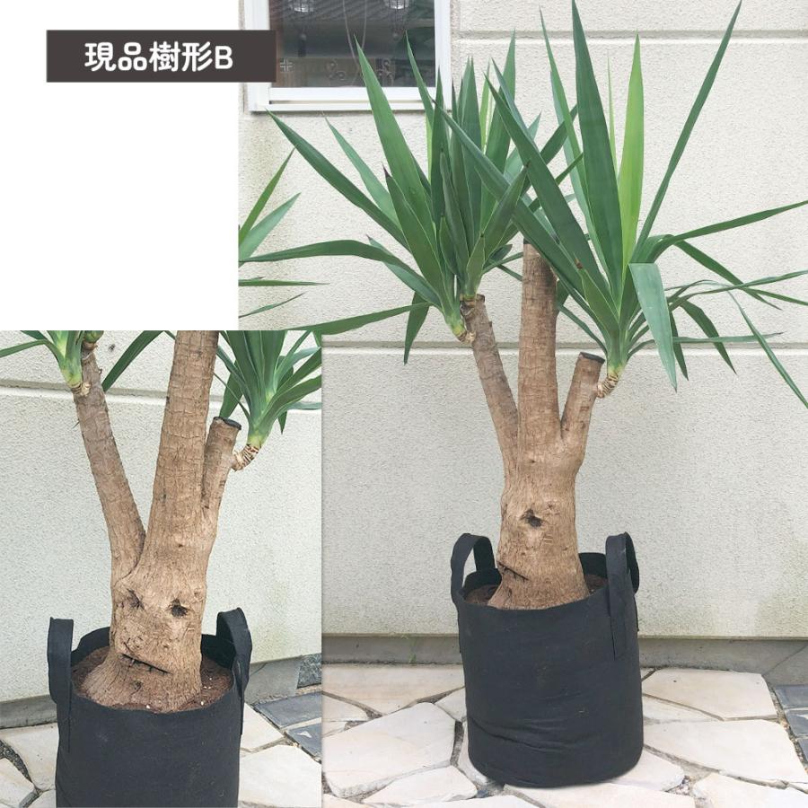 観葉植物 おしゃれ 大型 本物 ユッカ マヤツリー ブランチ 10号