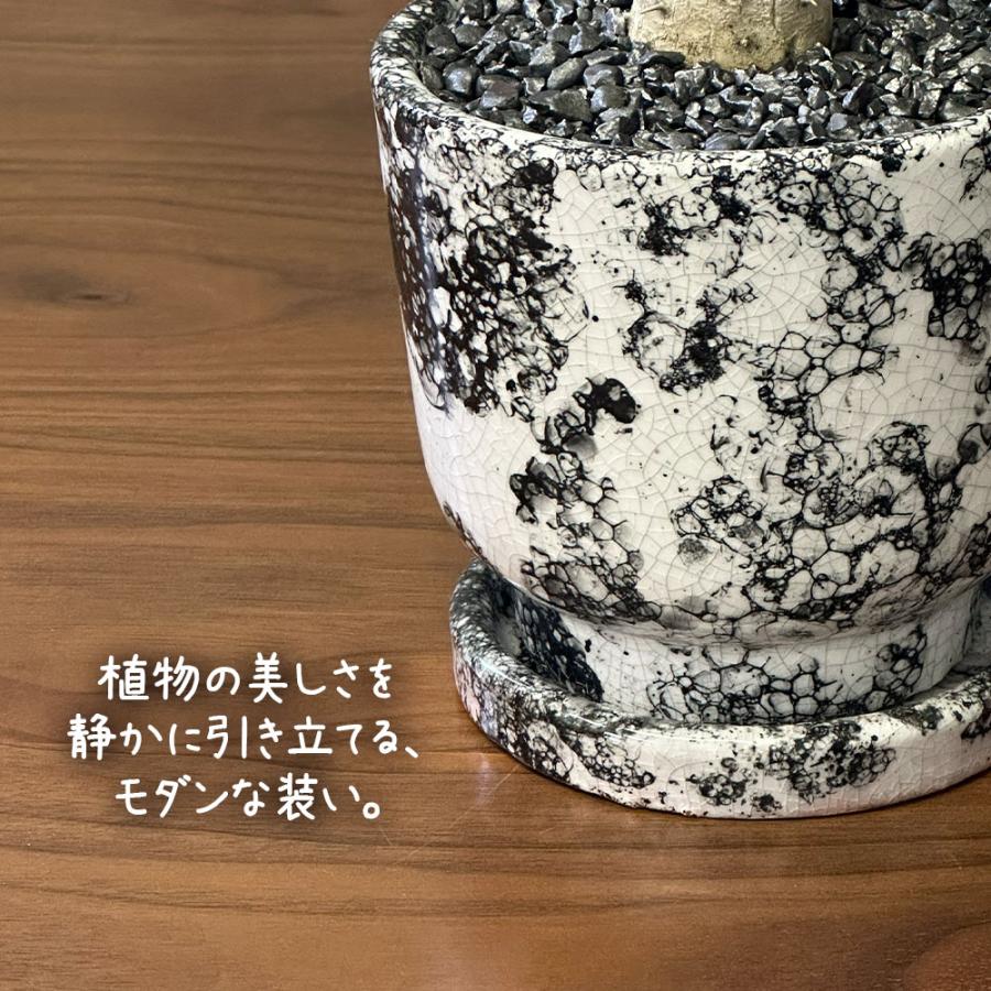 観葉植物 希少品種 ユーフォルビア ユニスピナ 現品 デザイン陶器鉢