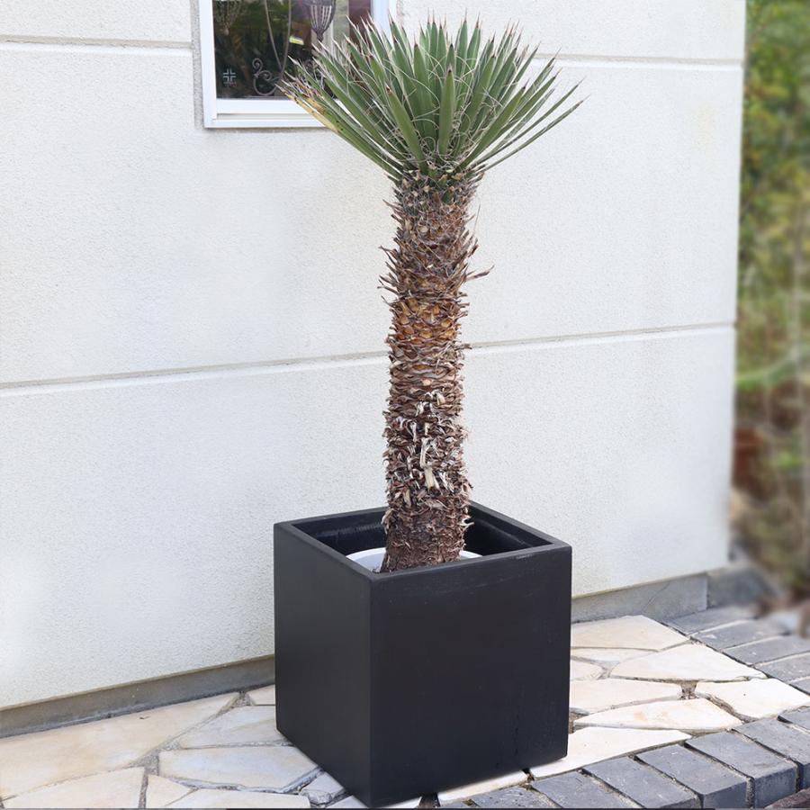 極太　特大　ユッカ フィリフェラ　子株付き約100cm 観葉植物 極太 特大 ユッカ フィリフェラ 子株付き約100cm 観葉植物