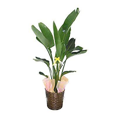 激安通販オンライン ストレリチア ニコライ オーガスタ １０号鉢 尺鉢 かご 受け皿付き 観葉植物 A B00l2x434s Okabe Store 通販 Yahoo ショッピング ご覧いただきありがとうございます Visitylojarvi Fi