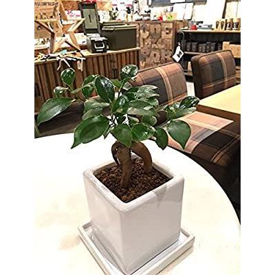 ガジュマル 観葉植物 鉢植え インテリア 多幸の木 がじゅまる ガジュマルの木 北欧 おしゃれ ホワイトキューブポットｌサイズ 観葉植物