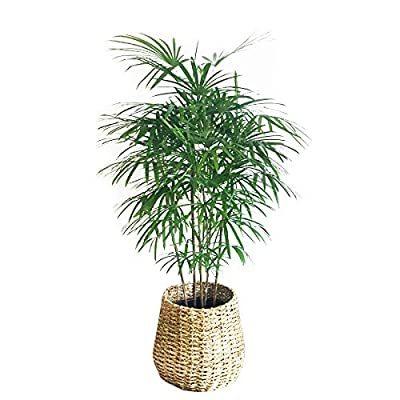 限定入荷 棕櫚竹 シュロチク 手編みバスケット付き 観葉植物 10号 大鉢 観葉植物 寒さに強い インテリア 大型 オシャレ 大きい 尺鉢 大サイズ 本物 超歓迎 Www Altux In