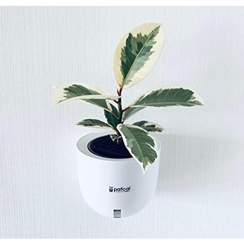 高級ブランド 底面給水 壁掛け 観葉植物 パフカル 土を超える土壌 シリーズ デザイン ミドリエ Easy ティネケ フィカス Pot E 植木鉢 Www We Job Com