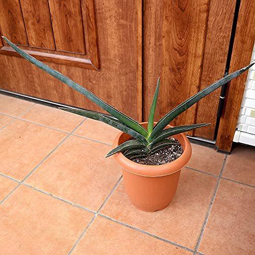 サンスベリア ロブスター ブルー 7号プラスチック鉢 観葉植物 中型 園芸用品 7号プラスチック鉢 品種で選べる観葉植物 リビングやオ A Bkbhn 2307 植木鉢 Okabe Store