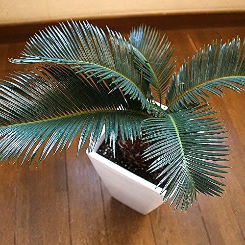 ソテツ 6号スクエア鉢 植木鉢 品種で選べる観葉植物 リビングやオフィス向きサイズ 1個 鉢 プランター 学名 Cycas 生長が非常にゆっくりですが 生命力が強くとても丈夫で手間がかからない植物です Revoluta ソテツ A B099mvvsjd 2123 Store Okabe