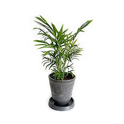テーブルヤシ エレガンス グレー ボタニーポット植え 観葉植物 卓上 本物 チャメドレア インテリア 中型 オフィス デスク A B09bqfgvm4 2112 Okabe Store 通販 Yahoo ショッピング