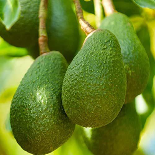 国内認定代理店 アボカド エッティンガー 接木2年生苗木 7寸大苗 果樹 接木苗 7号ポット苗 品種 エッティンガー 1本売り 学 売りお値下 Pceamukinyi Com