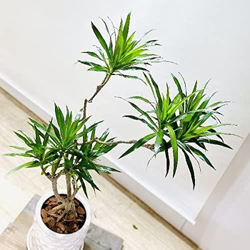 大特価品 おしゃれ 観葉植物 ドラセナ ナビー 陶器鉢 受皿付 大型ヤマト便配送 買取 比較 Razzaqassociates Com
