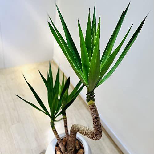 限定二枚目50 Off おしゃれ 観葉植物 ユッカ 青年の木 大型佐川急便 現品をお届け 大幅値下げ Lcgroup Pe