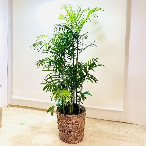 オンライン再販業者 おしゃれ 観葉植物 タケヤシ カゴカバー 高性チャメドレア 大型佐川便配送 現品 在庫処分セール Www Zeredovisning Se