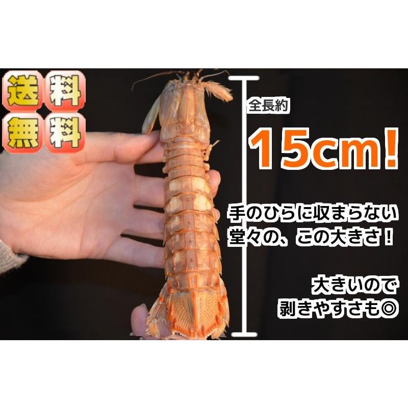 これ一つで送料無料 冷蔵大ボイルシャコ1kg 蝦蛄 : おかべ水産ヤフー