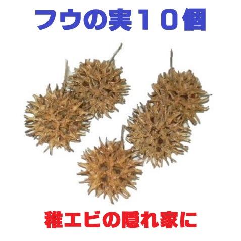 フウの実 モミジバフウの実 10個セット 稚エビの隠れ家 Ph ペーハー 弱酸性 アクセサリ 水槽 1005hm10 おかど書店yahoo 店 通販 Yahoo ショッピング