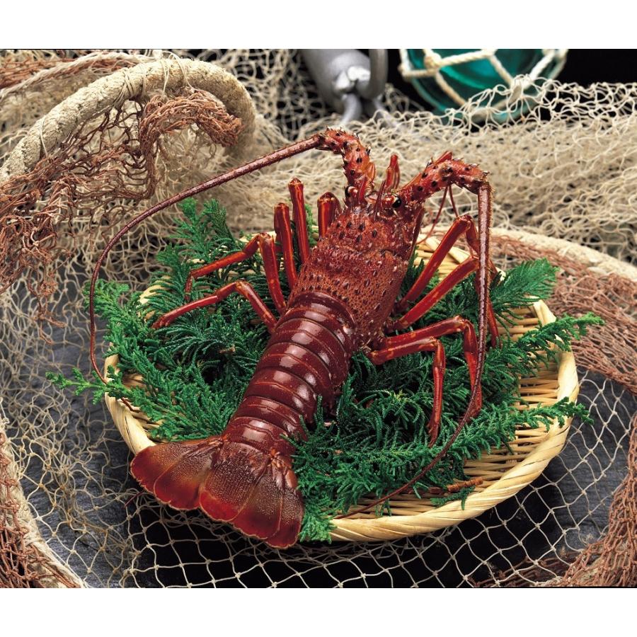 伊勢えび風味あられ : 伊勢志摩のお土産 伊勢おかげ庵 - 通販 - Yahoo