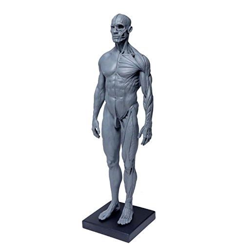 Abz Company 人体 筋肉 模型 30cm 人体模型 医学 解剖 教育 整形 Abz Company 人体 筋肉 模型 30cm 人体模型 医学 解剖 教育 整形