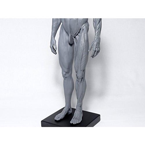 Abz Company 人体 筋肉 模型 30cm 人体模型 医学 解剖 教育 整形 Abz Company 人体 筋肉 模型 30cm 人体模型 医学 解剖 教育 整形