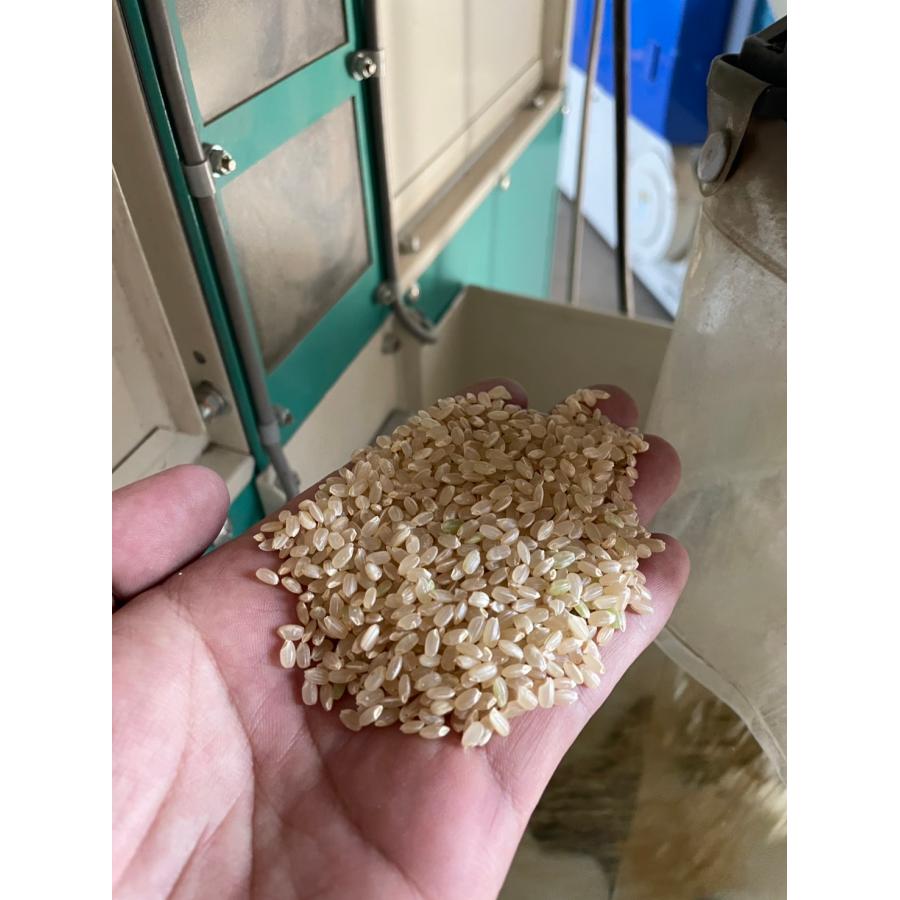 岡萬 新米 令和7年産 コシヒカリ 10kg (5kg×2袋) 高知県産 米 送料無料