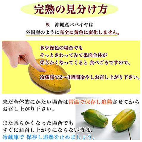 送料無料 フルーツパパイヤ 沖縄 スーパーフード1.8kg前後(2-3個入