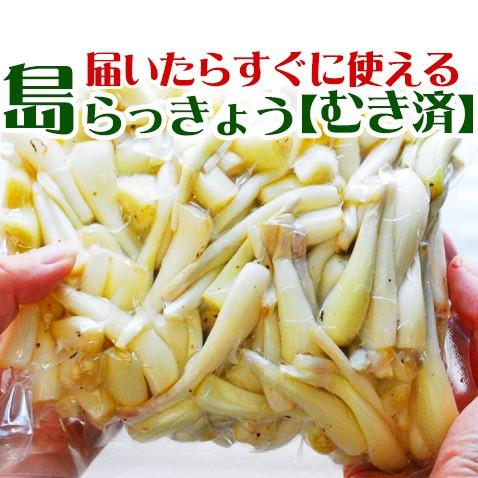 保障できる 島らっきょう 生 皮むき 下処理 業務用 3kg 期間限定送料無料 Www Thedailyspud Com