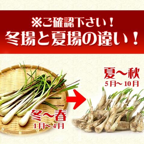 島らっきょう 生 皮むき 下処理 業務用 500g A09 沖縄厳選グルメ専門店 山将 通販 Yahoo ショッピング