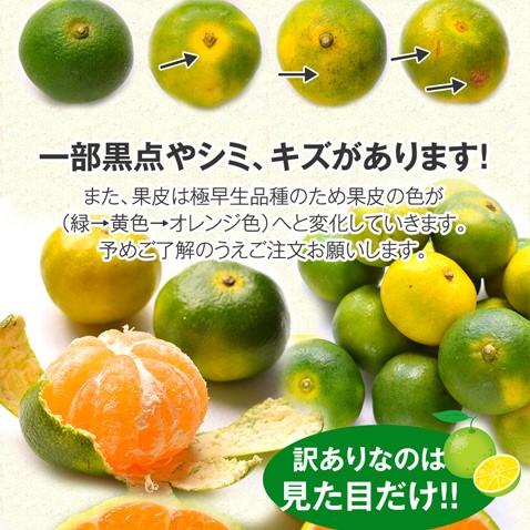 小玉みかん 極早生みかん 温州みかん 小玉 ミカン 青切り 沖縄産 訳あり キズあり 家庭用 332 沖縄厳選グルメ専門店 山将 通販 Yahoo ショッピング