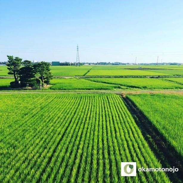 m*n様 農家直送令和6年11月21日収穫米最上位等級特A級10キロ玄米を白米に okamotonojostore_12020