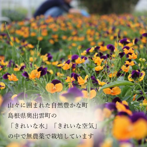 食用花 ドライフラワー(全国送料無料)食べられる押し花 ドライエディブルフラワー ビオラ(水色) 50枚入り 有限会社トム メール便(omtmb6268)|okashinomarch|05