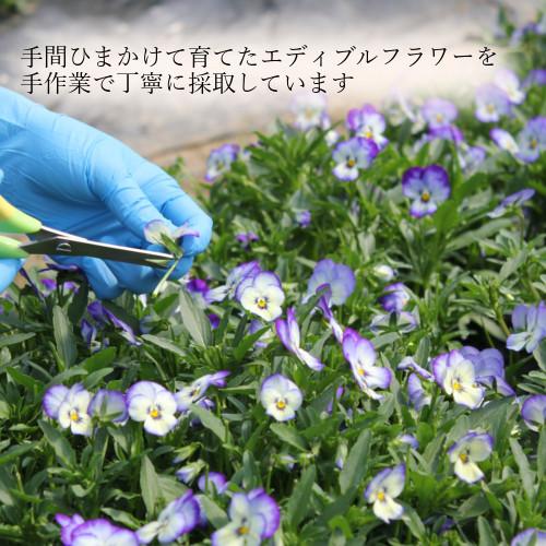 食用花 ドライフラワー(全国送料無料)食べられる押し花 ドライエディブルフラワー ビオラ(水色) 50枚入り 有限会社トム メール便(omtmb6268)|okashinomarch|06
