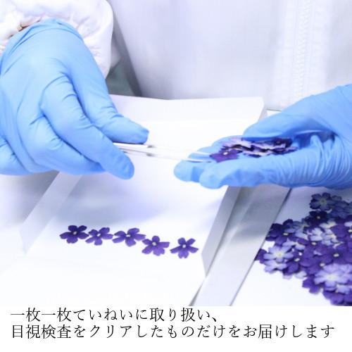食用花 ドライフラワー(全国送料無料)食べられる押し花 ドライエディブルフラワー ビオラ(水色) 50枚入り 有限会社トム メール便(omtmb6268)|okashinomarch|07