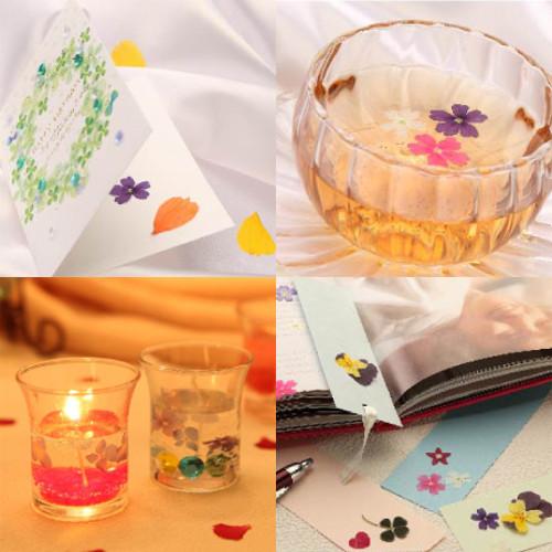 食用花 ドライフラワー 全国送料無料 食べられる押し花 ドライエディブルフラワー バラ 花びら 50枚入り 有限会社トム メール便 Omtmb6271 Omtmb6271 おかしのマーチ 通販 Yahoo ショッピング