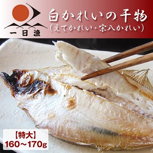 本物保証 カレイ 干物 無添加 特大 白かれいの干物 1尾 160 170g エテカレイ 宗八カレイ 一夜干し 国産 島根産 産地直送 お取り寄せ 酒の肴 お土産 岡富商店 Materialworldblog Com