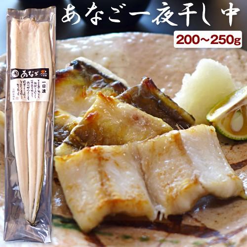 穴子 ギフト 無添加 あなご一夜干し 中 1本 0 250g 天女の羽衣 アナゴ 真アナゴ 天日塩 干物 ひもの 開き 国産 島根産 お祝い 誕生日 プレゼント 山陰とれたて日本海おかとみ 通販 Yahoo ショッピング