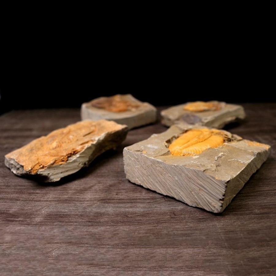 今だけ割引 デボン紀 三葉虫化石 約4億年前 天然標本 インテリア