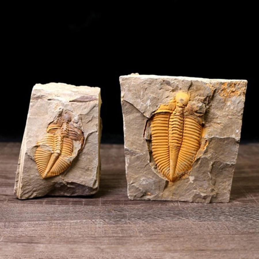 激レア品 デボン紀三葉虫 天然標本コレクション : 大川商店 - 通販