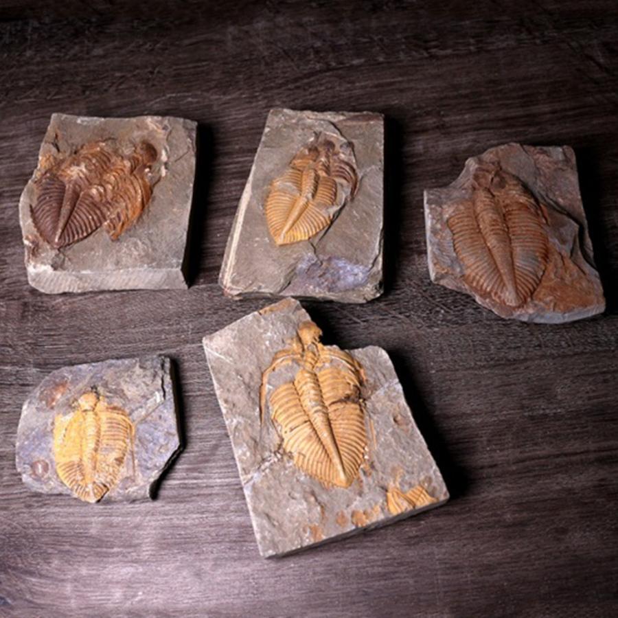 激レア品 デボン紀三葉虫 天然標本コレクション : 大川商店 - 通販