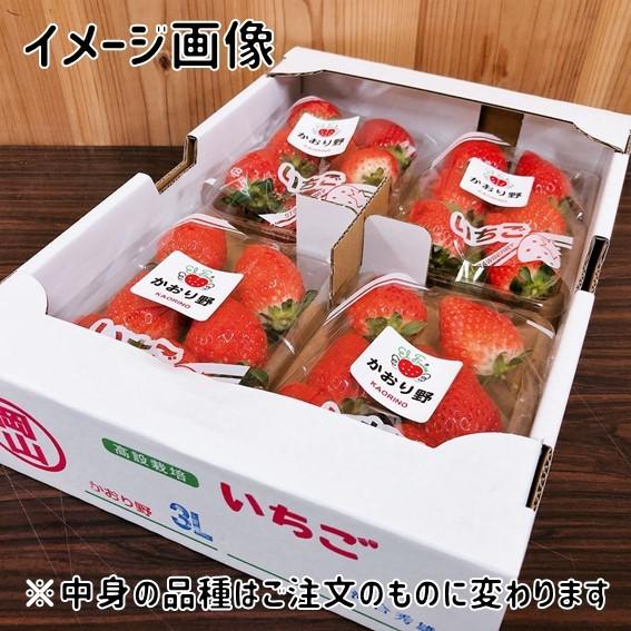 ‼️【クール便送料込】‼️スターナイト‼️朝採いちご1箱4パック入1kg以上 今が旬‼️スターナイト‼️朝採いちご1箱4パック入1kg以上 クール便送料
