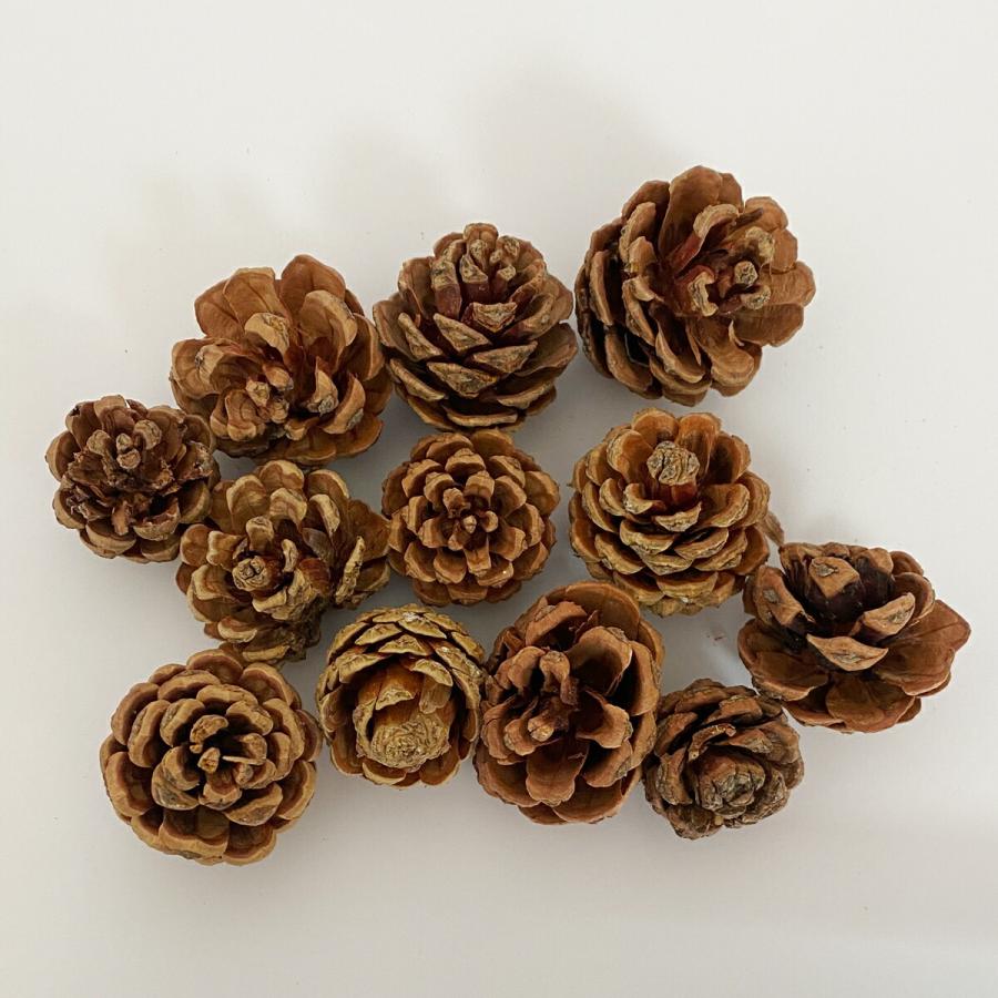 秀〆（HIDESHIME） 水引 材料 松ぼっくり パーツ 素材 ハンドメイド