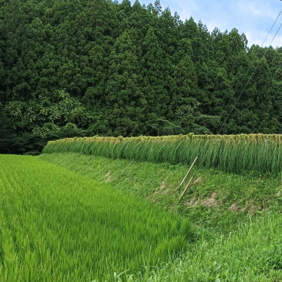 秀〆（HIDESHIME） 正月飾り 材料 青藁 青わら 国産 20kg 大容量 お