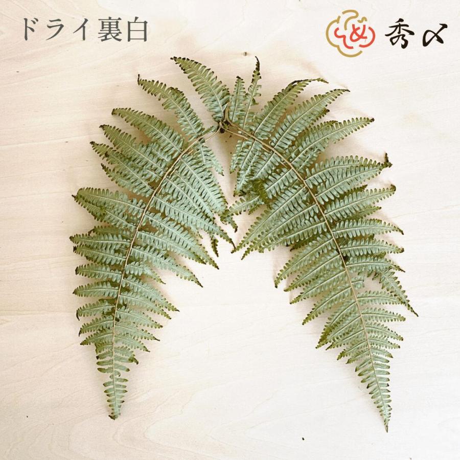 ウラジロシダ　250枚　裏白　門松 秀〆（HIDESHIME） 正月飾り 材料 10枚 ドライ裏白 乾燥裏白 裏白