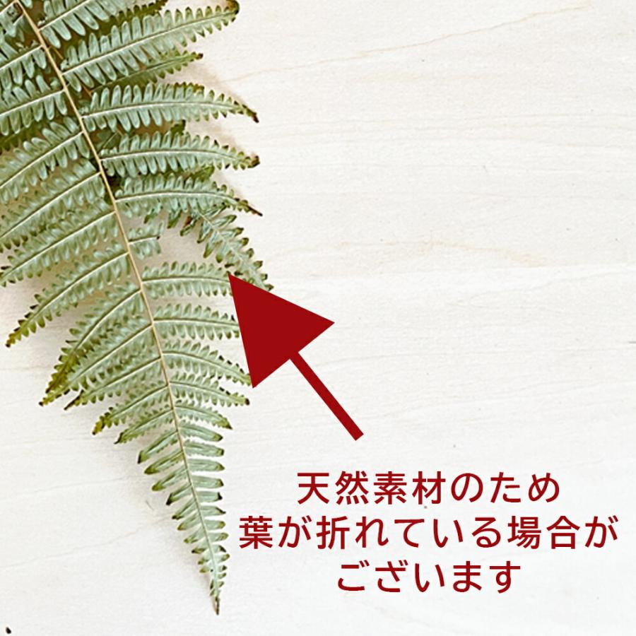 ドライ裏白 100枚入り : 正月飾り しめ縄 お飾り屋さん - 通販 - Yahoo